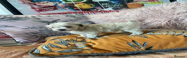 Maltipoo 5