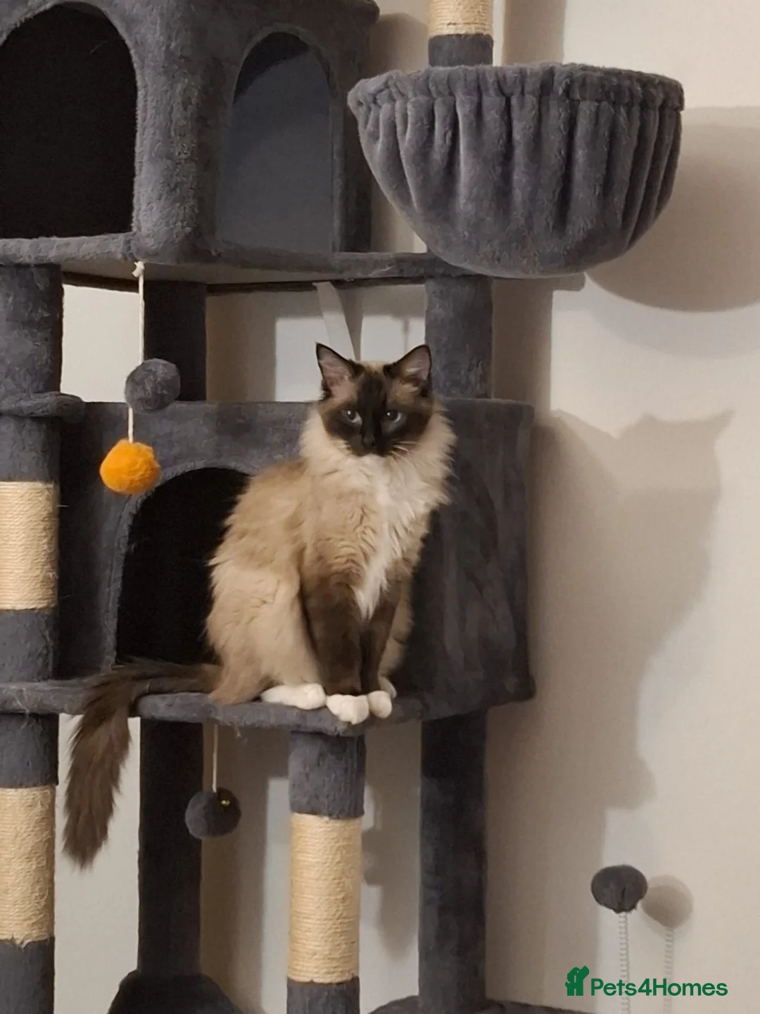 Ragdoll cats for sale: Beautiful 1.5-Year-Old Ragdoll Female – For Sale  - Advert 2