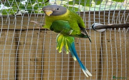 Ringnecks birds for sale: Young plum headed parakeet  - Image 2