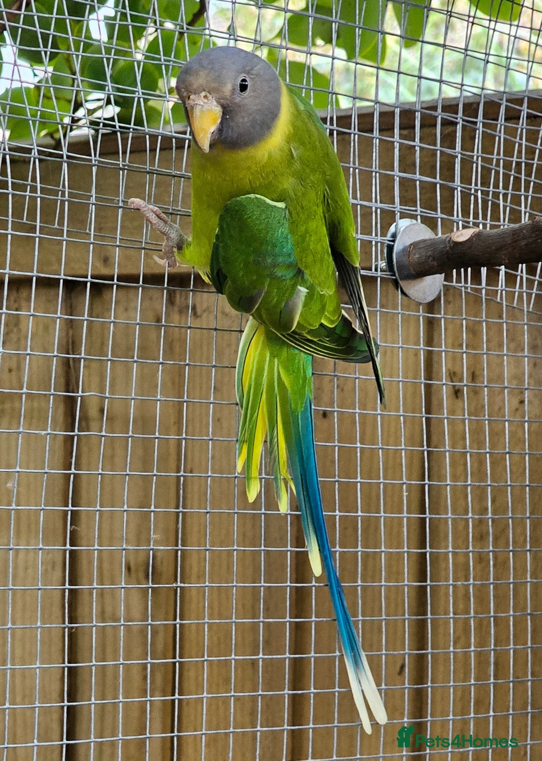 Ringnecks birds for sale: Young plum headed parakeet  - Image 2