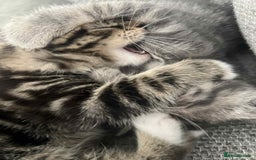 Mixed Breed cats for sale: 3 beautiful kittens looking for their forever home - Image 18