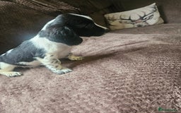 Bocker dogs for sale: Bocker puppies  - Image 8
