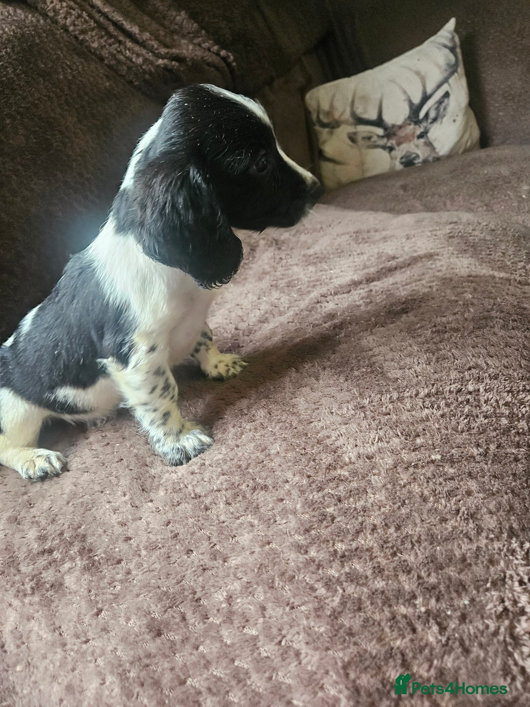 Bocker dogs for sale: Bocker puppies  - Image 8