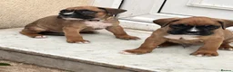 Boxer dogs for sale: Beautiful Boxer Puppies ready for new homes in West Bromwich - Advert 3