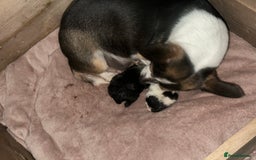 Chihuahua dogs for sale: Ready to leave female chihuahua BOTH vaccines done - Image 15
