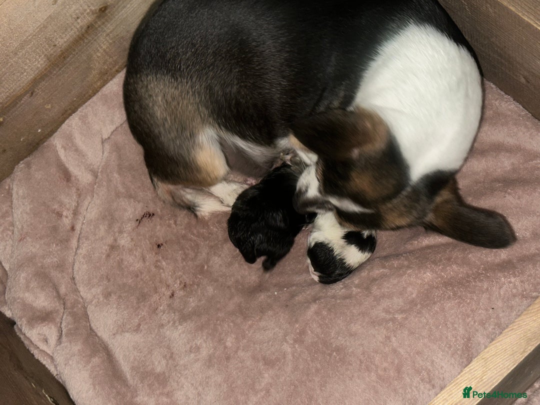 Chihuahua dogs for sale: Ready to leave female chihuahua BOTH vaccines done - Image 15