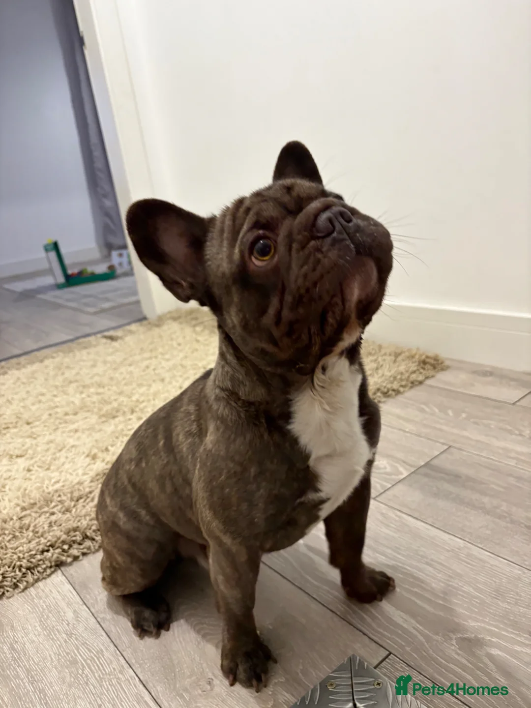 French Bulldog dogs for stud: French bulldog stud  in Scunthorpe - Advert 1