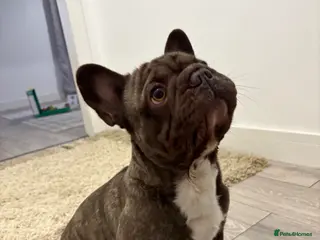 French Bulldog dogs French bulldog stud - Advert 1