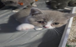 British Shorthair cats for sale: British short hair boy ready now - Image 16