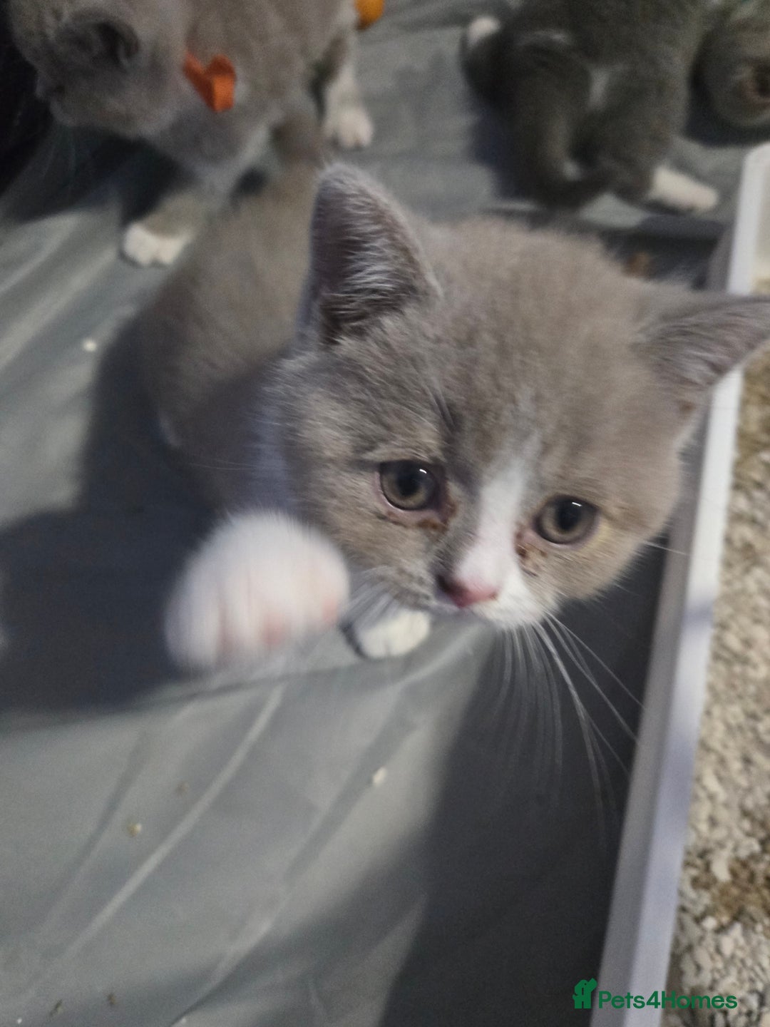 British Shorthair cats for sale: British short hair boy ready now - Image 16