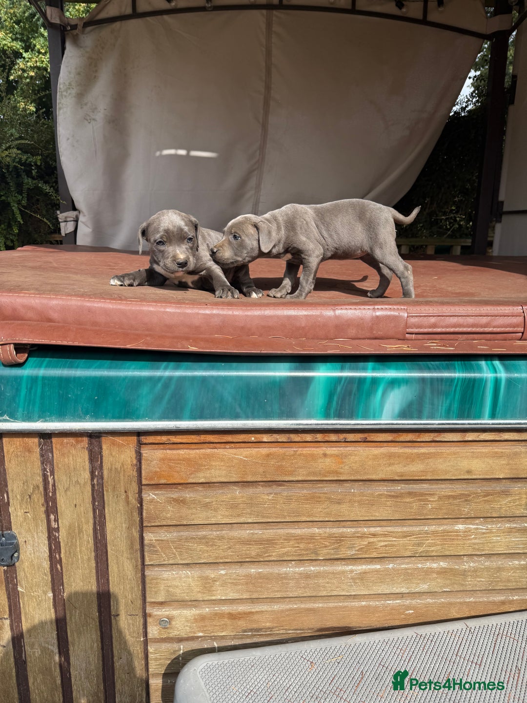 Staffordshire Bull Terrier dogs for sale: Blue Staffordshire puppies  - Image 11