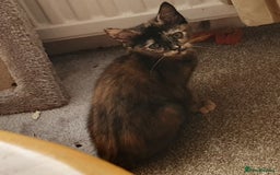 Mixed Breed cats for sale: Gorgeous friendly kittens - Image 3