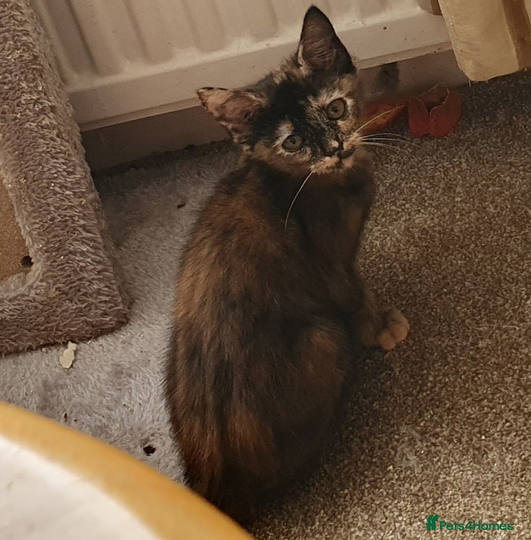 Mixed Breed cats for sale: Gorgeous friendly kittens - Image 3