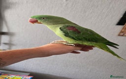 Parrots birds for sale: Alexandrine parrot Ready now  - Image 1
