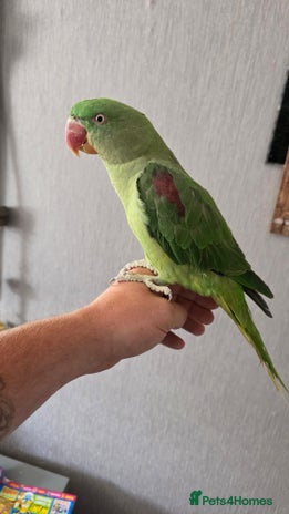 Parrots birds - Advert 12