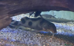 Other/Mixed Breed fish for sale: Tropical fish  - Image 9