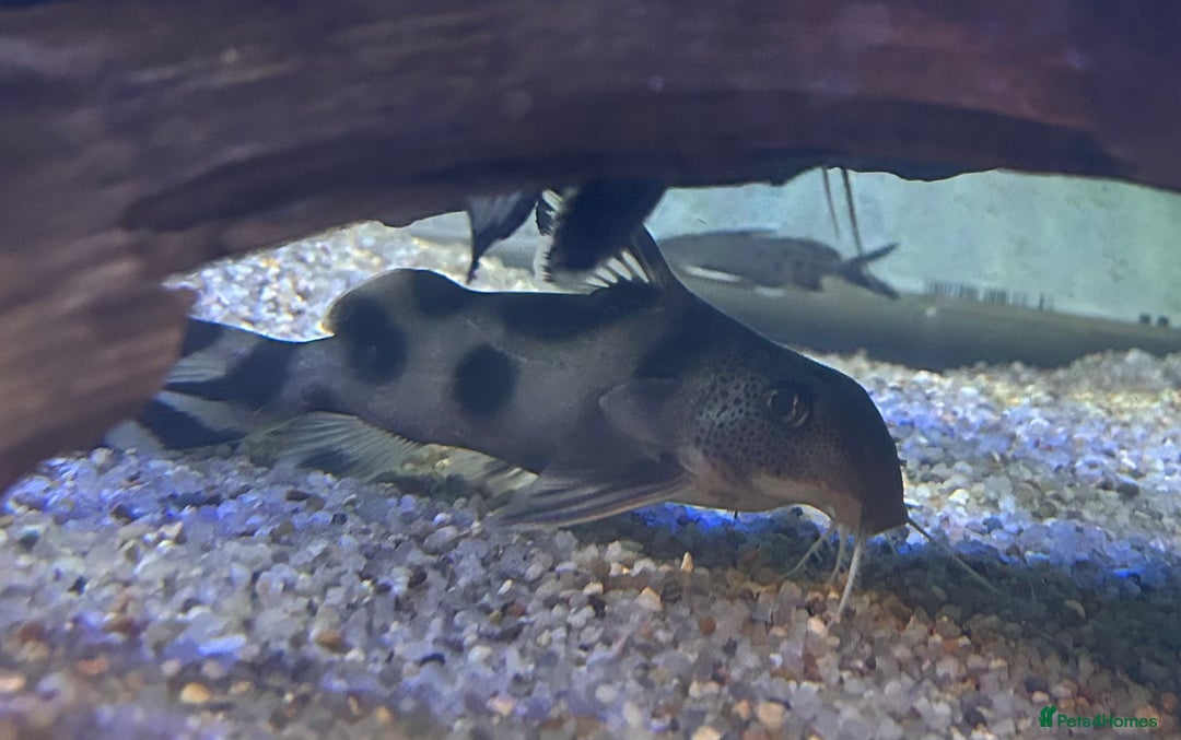 Other/Mixed Breed fish for sale: Tropical fish  - Image 9