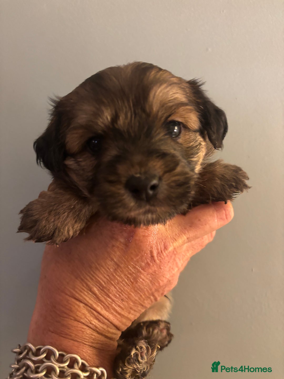 Mixed Breed dogs for sale: One Little Boy Available  - Advert 5