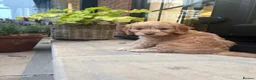 Cockapoo dogs for sale: Beautiful f1 cockerpoos in Middlesbrough - Advert 2