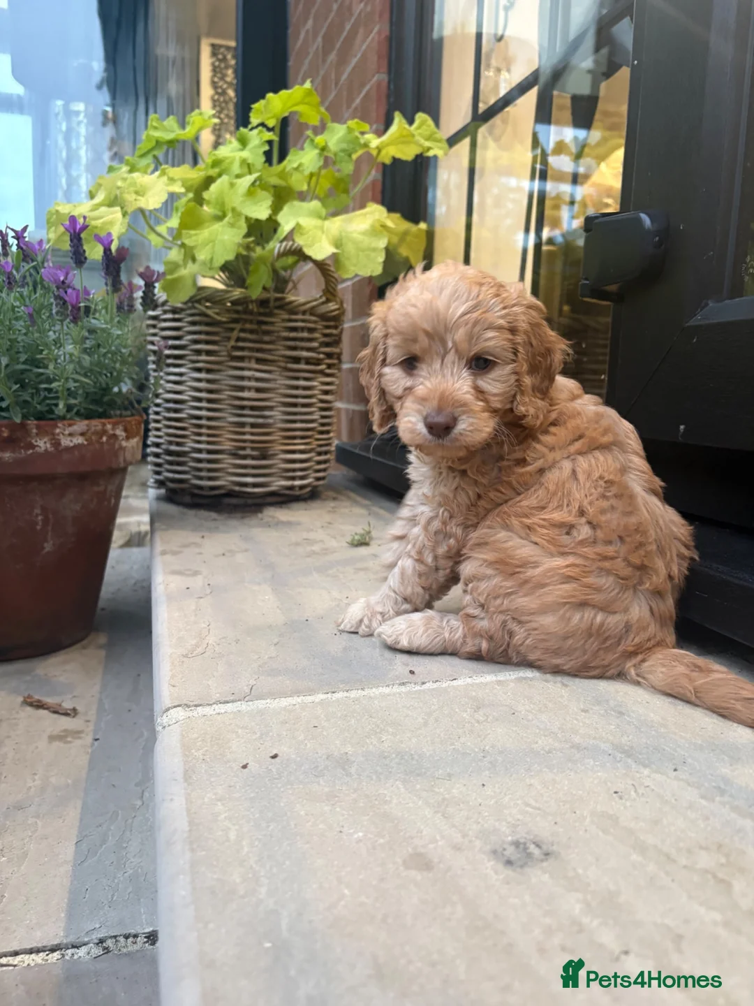 Cockapoo dogs for sale: Beautiful f1 cockerpoos in Middlesbrough - Advert 2