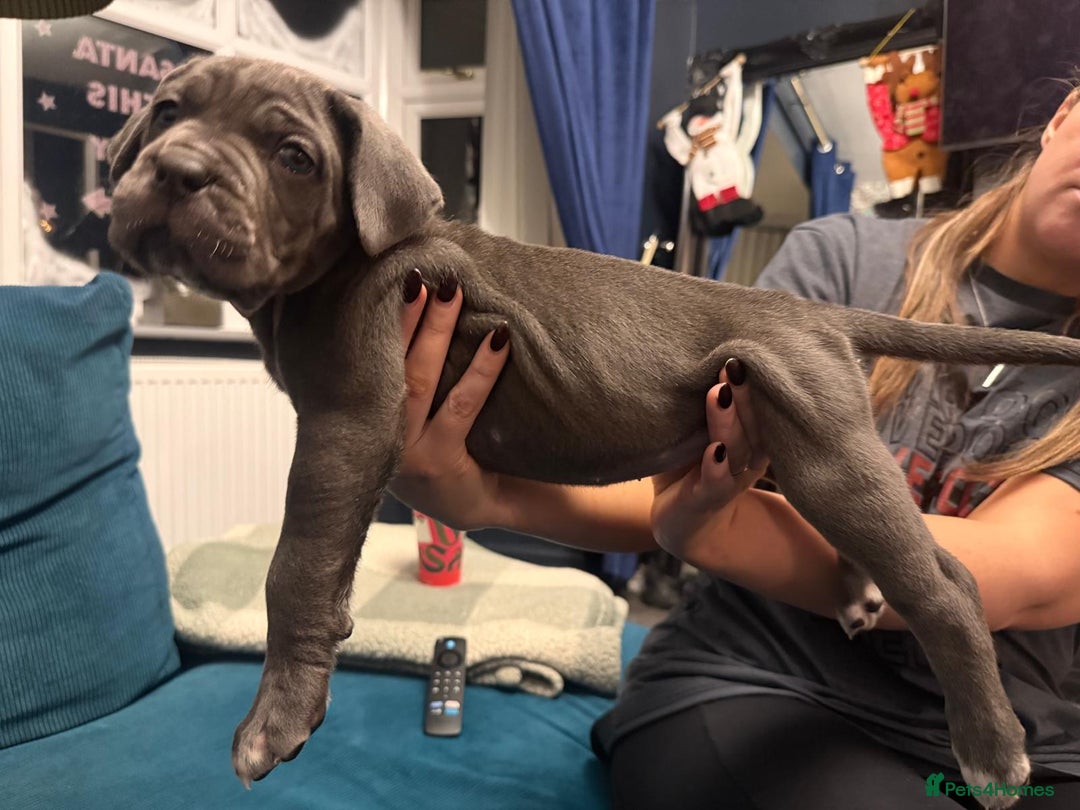 Cane Corso dogs for sale: Exceptional Quality Full Pedigree  - Advert 10
