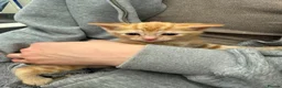 Mixed Breed cats for sale: Ginger cat in London - Advert 6