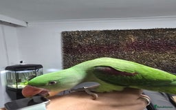 Parrots birds for sale: Alexander Hand Reared 16 weeks old - Image 2