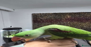 Parrots birds - Advert 13