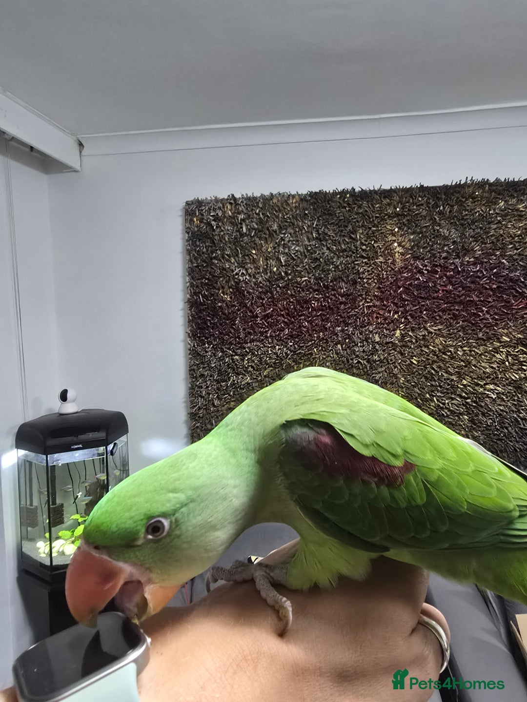 Parrots birds for sale: Alexander Hand Reared 16 weeks old - Image 2