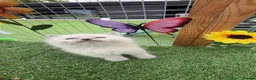 Ragdoll cats for sale: Full breed Ragdoll kittens  - Advert 5