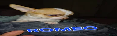 Chihuahua Puppy 1