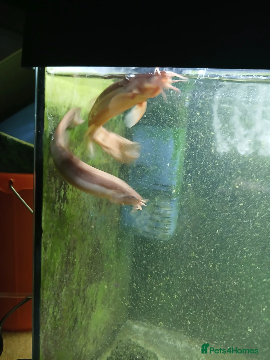 Loaches fish for sale: 2 Freshwater weather loaches  - Advert 3