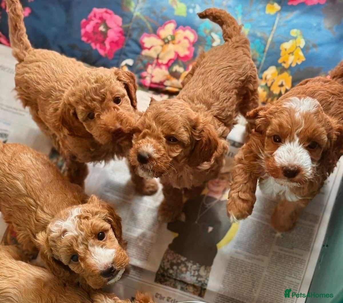 Cockapoo dogs Beautiful playful F1b cockapoos  - Advert 18