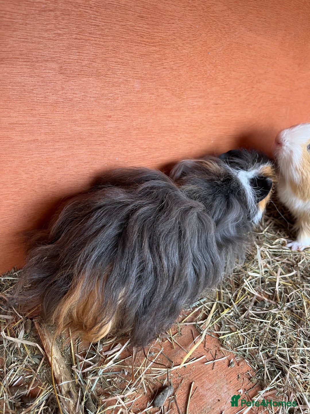 Guinea Pig rodents for sale: Boar guinea pigs looking for homes  - Advert 9