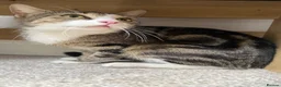 Mixed Breed cats for sale: Rosey, female Tabby mix age 3 - Advert 6