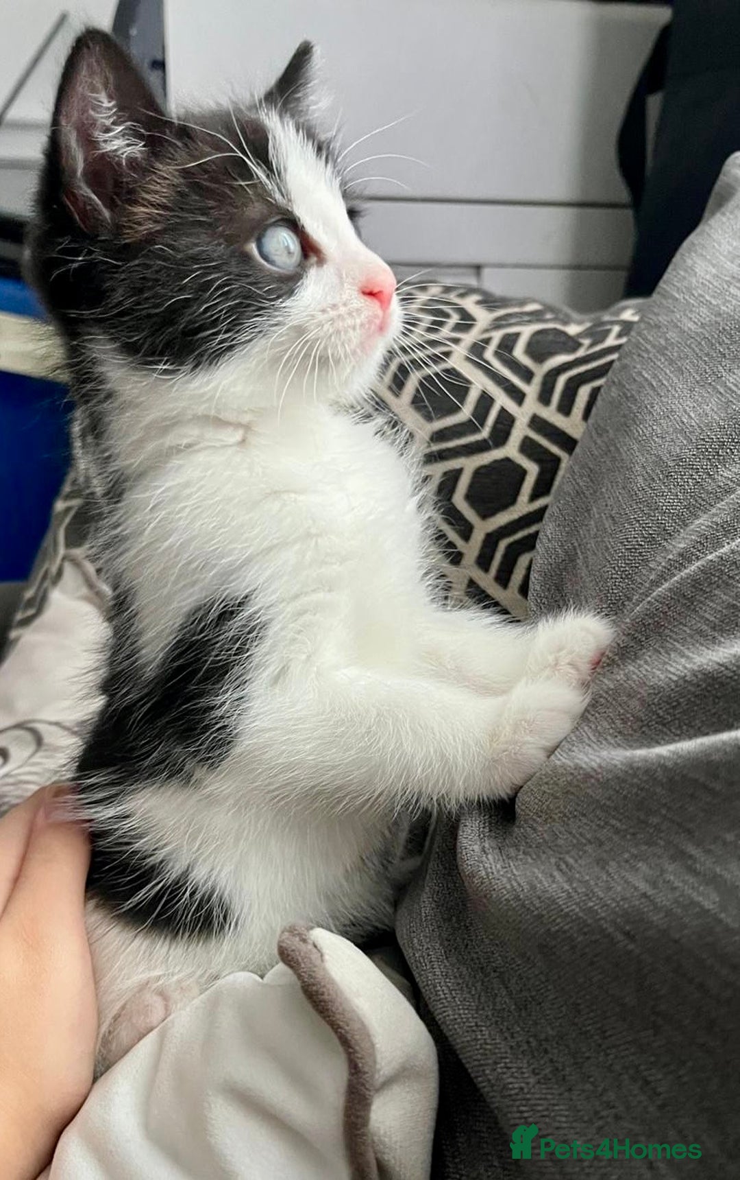 British Shorthair cats for sale: Male,Female  - Image 4