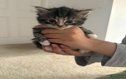 Ragdoll cats for sale: Ragdoll and Russian blue mix - Image 10