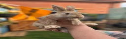 Harlequin rabbits for sale: Harlequin/ Rex baby bunnies  - Advert 1