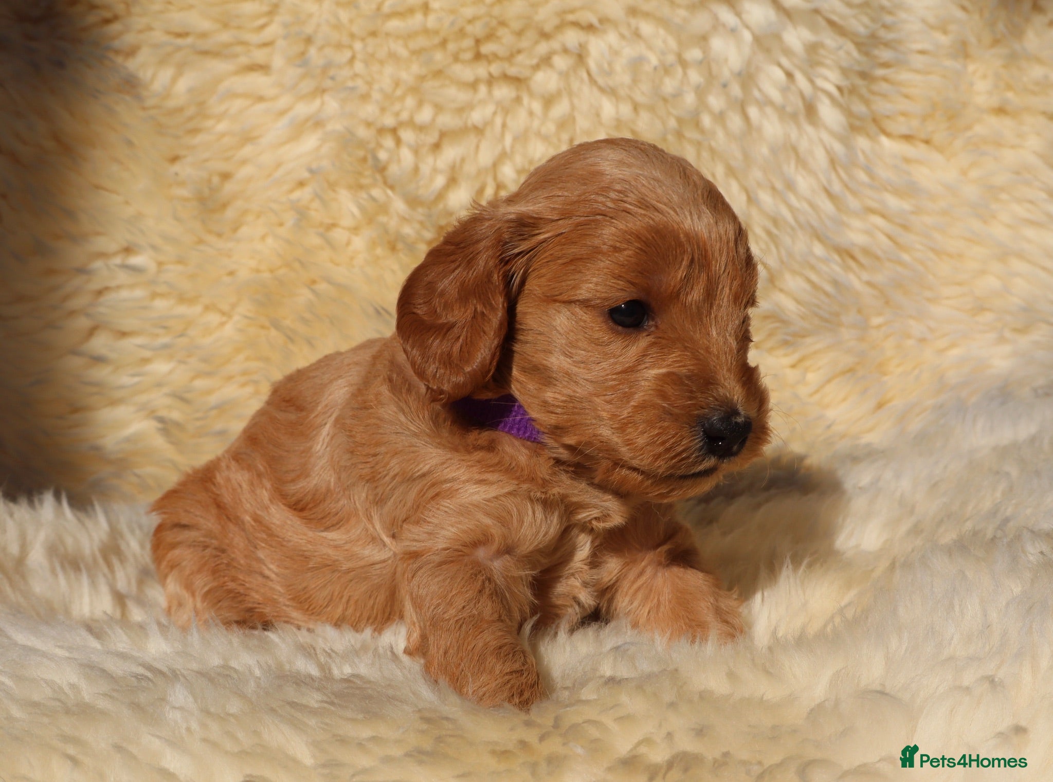 Cockapoo dogs F1 COCKAPOOS 5* LICENSED BREEDER - Advert 2