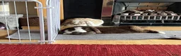 Mini Lop rabbits for sale: Rupert & Ruby – Looking for a Loving Forever Home  - Advert 4