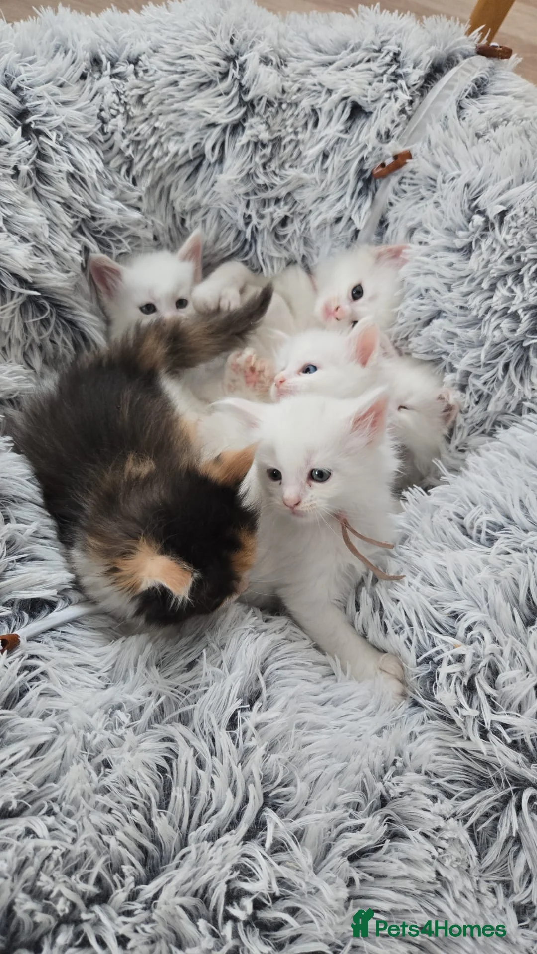 Maine Coon cats for sale: Maine coon Polydactyl  - Advert 2