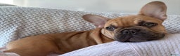 French Bulldog dogs for sale: Stunning French Bulldog Puppy - Advert 1
