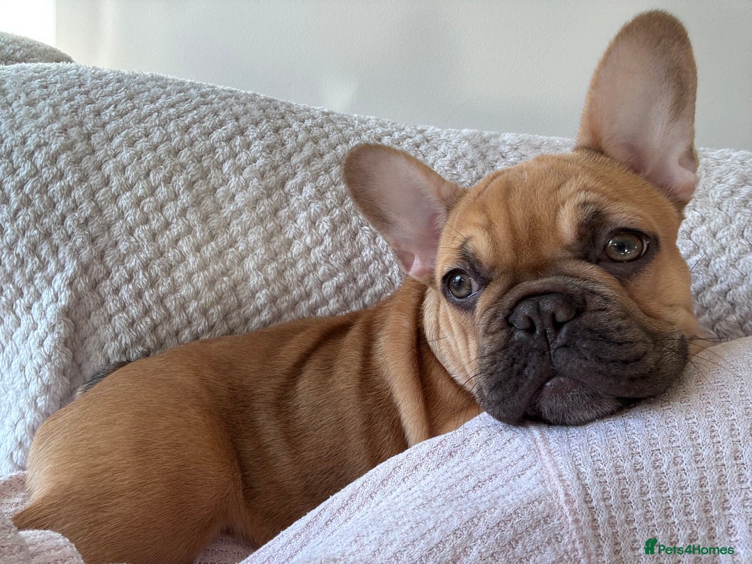 French Bulldog dogs for sale: Stunning French Bulldog Puppy - Advert 1