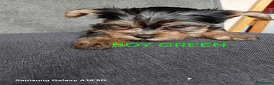 Yorkshire Terrier Puppy 1