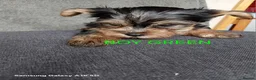 Yorkshire Terrier dogs for sale: WONDERFULL MINI YORKSHIRE TERRIER  in Tipton - Advert 14