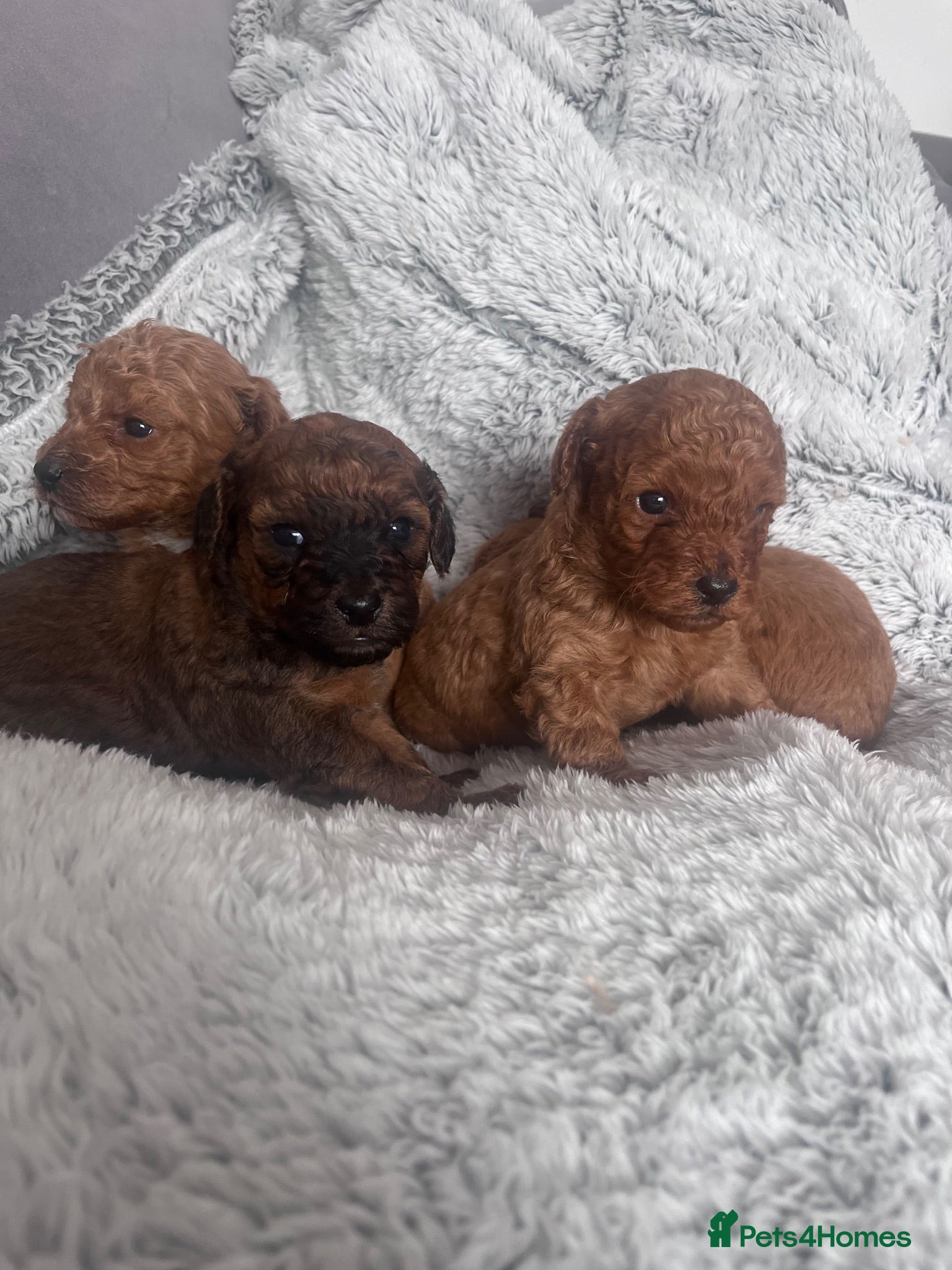 Cavapoo dogs F1b cavapoo puppy’s  - Advert 4