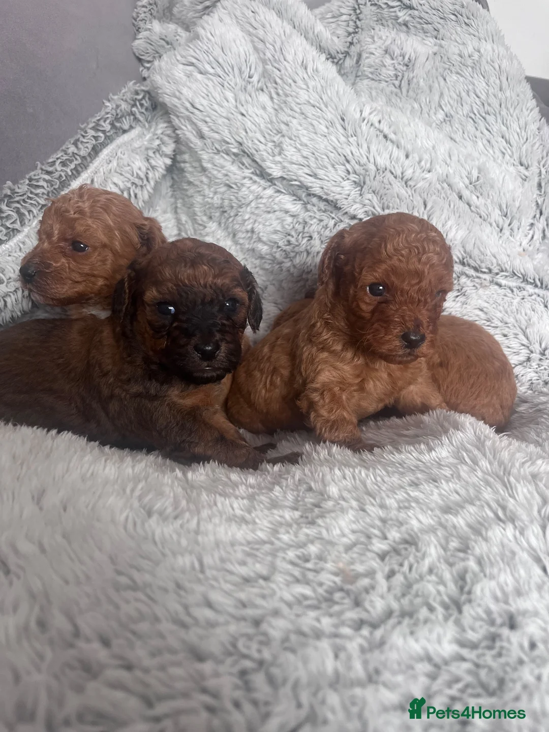 Cavapoo dogs for sale: F1b cavapoo puppy’s  - Advert 1