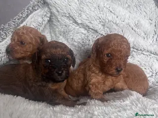 Cavapoo dogs F1b cavapoo puppy’s - Advert 16