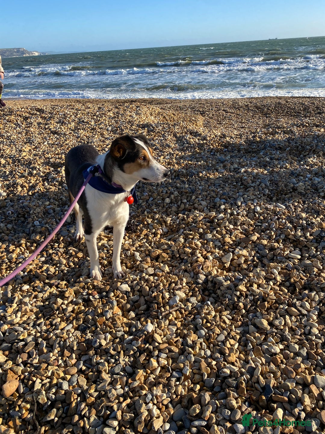 Mixed Breed dogs for adoption: Angel 👼🏼  - Advert 3