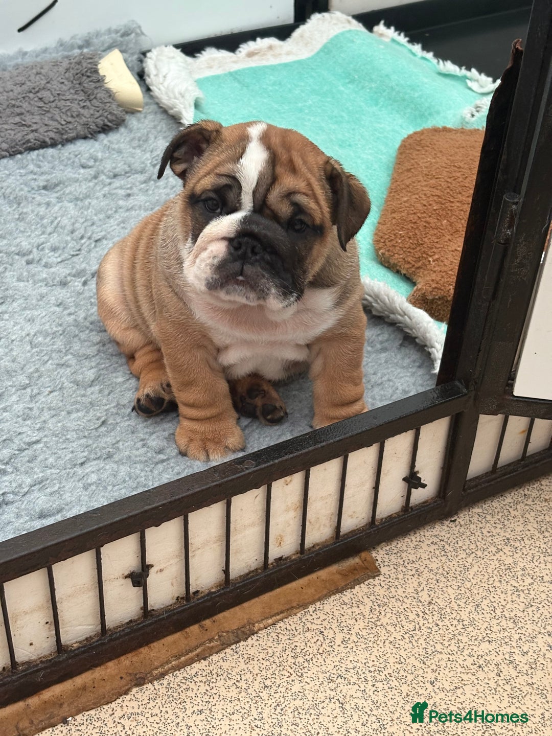 English Bulldog dogs for sale: Exceptional quality bulldogs  ( standard colour ) - Advert 4